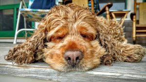 My cocker spaniel named "Sadie"